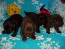 labradorsk retriever vrh F