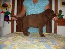 labradorsk retriever vrh G