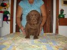 labradorsk retriever vrh G