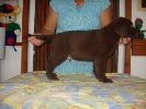 labradorsk retriever vrh G