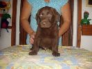 labradorsk retriever vrh G