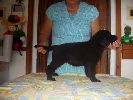 labradorsk retriever vrh G