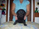 labradorsk retriever vrh G