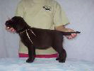 labradorsk retriever vrh H