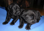 labradorsk retriever vrh I