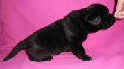 labradorsk retriever vrh I