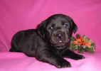 labradorsk retriever vrh I