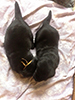 Labrador retriever tata